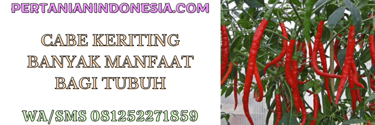 cabe keriting,cabai,cabai keriting,petani,tanaman